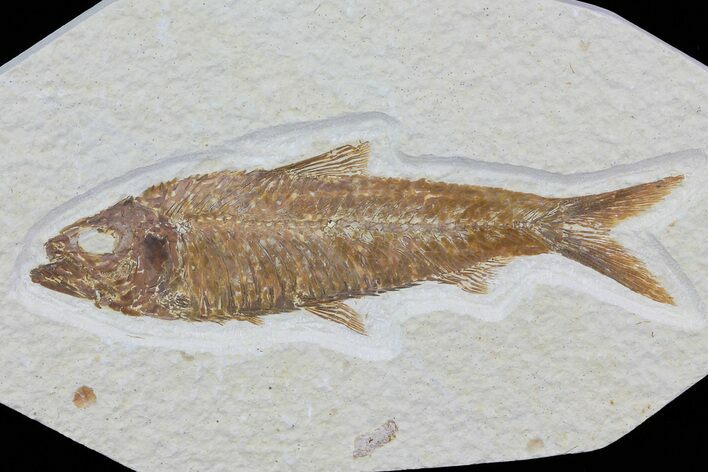 Knightia Fossil Fish - Wyoming #79868